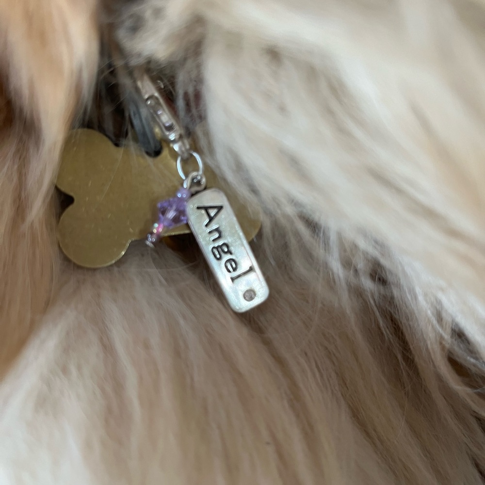 “🐾Angel” pet charm